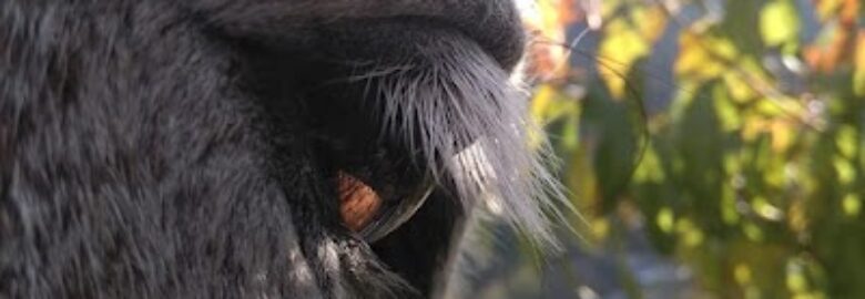 Agrélotte, débarras, échoppe de bric et de broc, friperie, fruits, fleurs, légumes et des chevaux